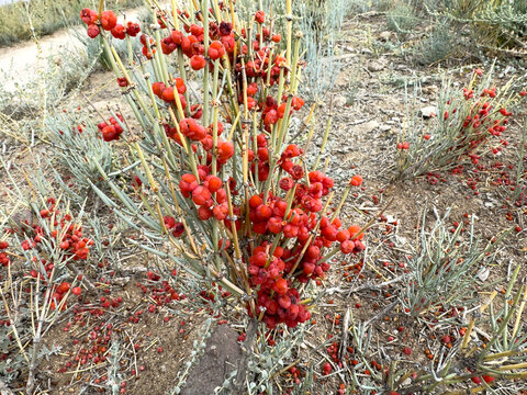 Ephedra is a genus of shrubs of the Oppressive class, the genus of its family is Ephedra Ephedraceae or Ephedra. Red berries, narcotic plant