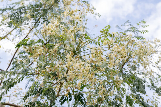 Beautiful Moringa (Moringa oleifera) flowers.