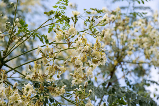 Beautiful Moringa (Moringa oleifera) flowers.