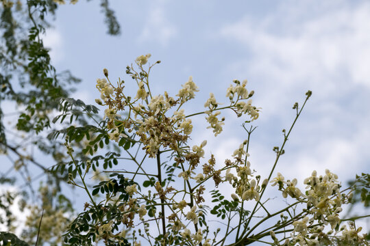 Beautiful Moringa (Moringa oleifera) flowers.