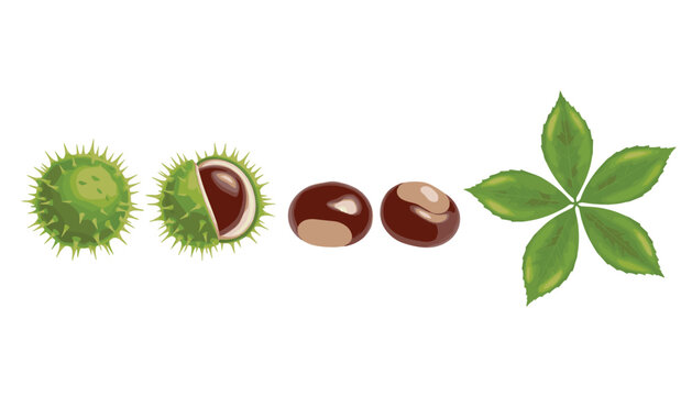 Horse chestnut fruit and leaf vector set with spiky green husks and brown nuts isolated on whiteHorse chestnut fruit and leaf vector set with spiky green husks and brown nuts isolated on white