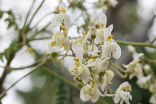 Beautiful Moringa (Moringa oleifera) flowers.
