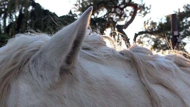 Closeup of white horse ear and head detail outdoors in winter light, soft texture background with copy space. Horse detail supports equestrian branding, animal care education, rural marketing.