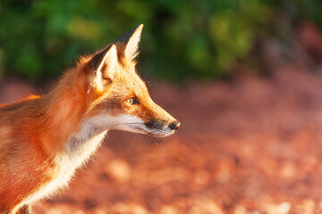 Fototapeta premium Close up of curious red fox on Prince Edward Island national park coastline, Canada