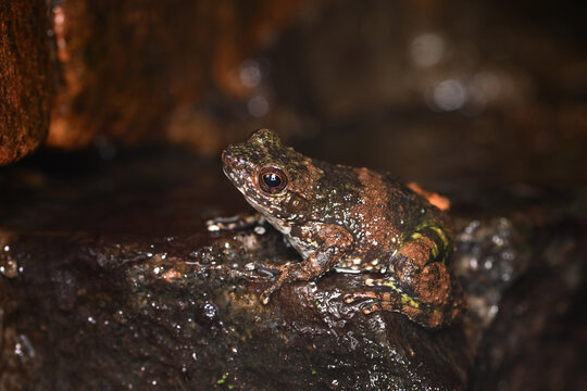Madagascar Stream Frog (Mantidactylus) Perched on Wet Rock in Rainforest