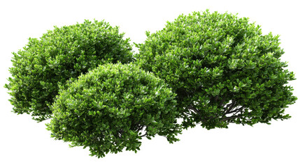 Obraz premium Three vibrant rounded boxwood shrubs with dense green foliage, isolated on transparent background for garden design, landscaping, architecture renders, and natural illustrations