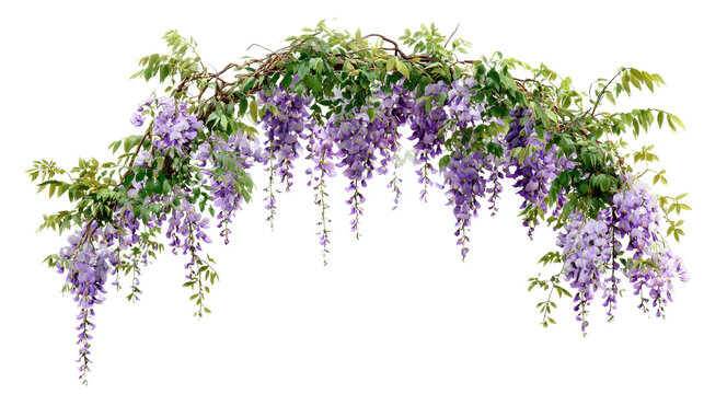 Wisteria creating a natural arch and hanging border. Flowering in beautiful purple clusters with green leaves. Bringing spring beauty and a decorative element to a garden design