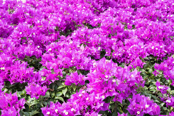 Fototapeta premium Beautiful great bougainvillea flowers.