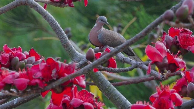 Spotted Dove perched on a blooming Cotton Tree branch, looking back in Hong Kong.