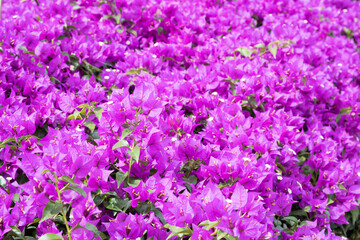 Obraz premium Beautiful great bougainvillea flowers.