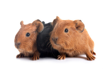 Fototapeta premium guinea pigs in studio