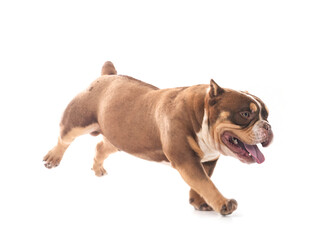 Obraz premium bully in studio