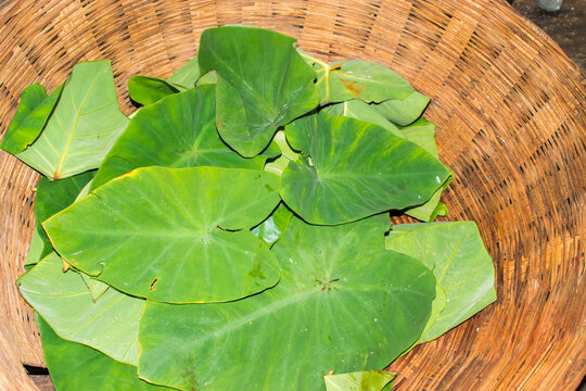 Freshly harvested green arbi (taro) leaves placed in a large bamboo basket, ready for cooking a traditional Indian village dish. rural agriculture, seasonal produce, and authentic farm to kitchen prac