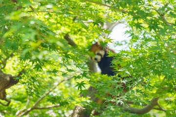A playful red panda perched high in a tree, surrounded by green leaves and looking toward the camera ,. The adorable expression and natural setting capture the charm of this © SJS