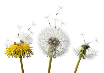 Obraz premium Dandelion flowers in various stages isolated on transparent background