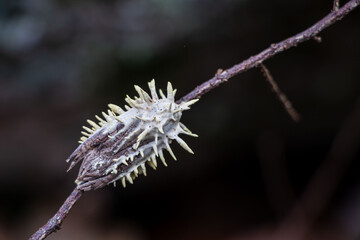 Naklejka premium Ophiocordyceps unilateralis of cordyceps zombie-ant fungus developing on a moth making in look like alien form