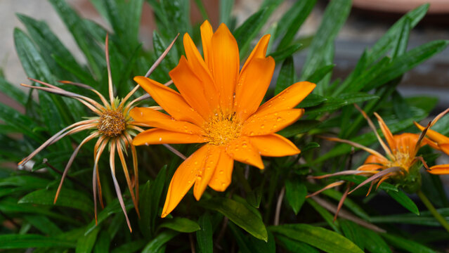 Gazania  es un g&eacute;nero de plantas con flores de la familia Asteraceae , originaria del sur de &Aacute;frica . Produce grandes cabezuelas compuestas parecidas a margaritas , en brilla