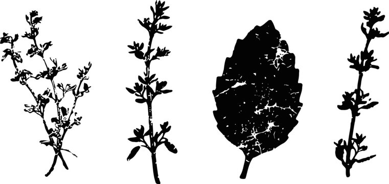 silhouettes of herbal plants and a leaf with textured details isolated on white background