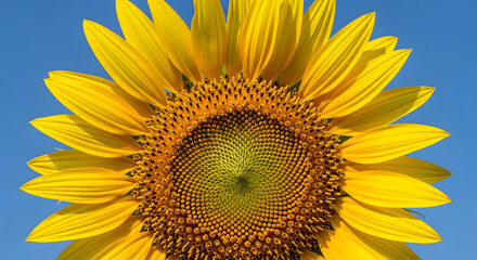 Obraz premium A bright yellow sunflower against a clear blue sky, showcasing its vibrant petals and intricate center.