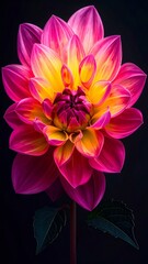 Obraz premium Radiant Dahlia Bloom with Pink Petals and Yellow Center on Black Backdrop