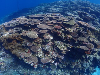 沖縄・石垣伊原間湾海底のサンゴの森