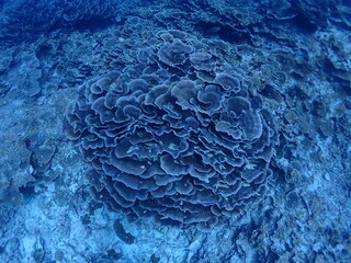 沖縄・石垣伊原間湾海底のサンゴの森