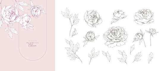 Set of pink peonies flowers and brunch. Detailed botanic floral collection for Valentines day invitation, wallpaper art or save the date card. Botanical vector illustration © merfin