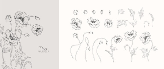 Naklejka na ściany i meble Set of blooming poppy flowers and leaves. Spring detailed hand drawn ink illustration for invitation, line tattoo art or save the date card