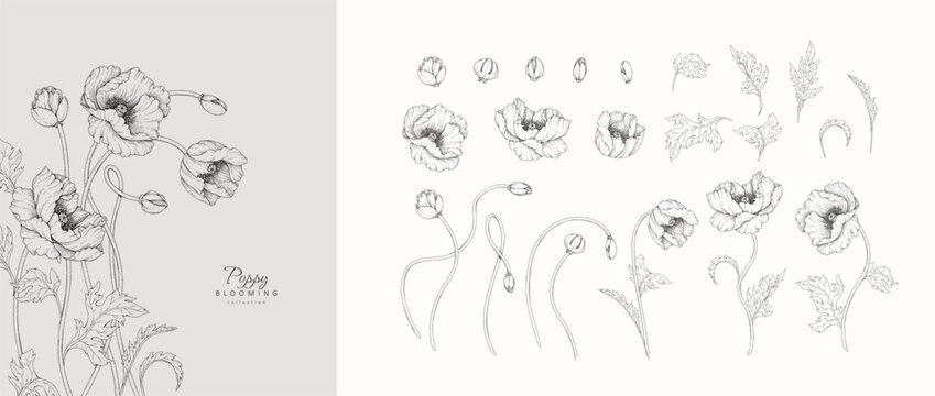 Set of blooming poppy flowers and leaves. Spring detailed hand drawn ink illustration for invitation, line tattoo art or save the date card