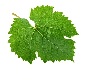Fototapeta premium Vivid green leaf detailed on a white backdrop, veins prominent