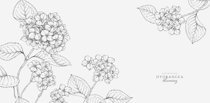 Blooming hydrangea. Spring background with flowers and brunch. Detailed botanic floral collection for Valentines day invitation, wallpaper art or save the date card