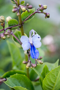 Beautiful Blue Butterfly Bush (rotheca myricoides) flower.
