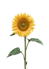 Fototapeta premium Single Yellow Sunflower with Green Leaves isolated on a transparent background