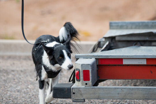 Border collie cehcking a trailer for an odor during a game