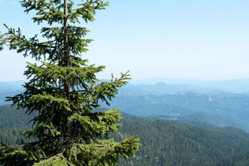 Close shot majestic evergreen spruce tree foreground overlooking blurred mountain range valley. Summer alpine landscape scenic nature background. Wilderness exploration trekking travel destination