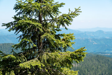 Fototapeta premium Pine tree foreground soft focus mountain ridges blue sky. Pristine alpine environment summer hiking destination. Beautiful nature landscape wilderness forest greenery freedom relaxation travel theme. 