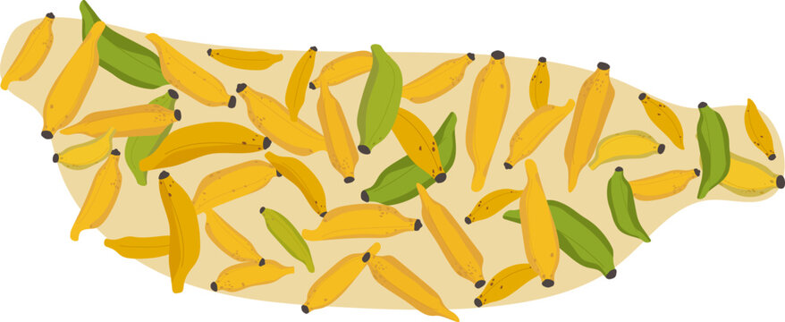 Flat vector illustration of Thai Namwa bananas green, yellow, and ripe bunches for infographic
