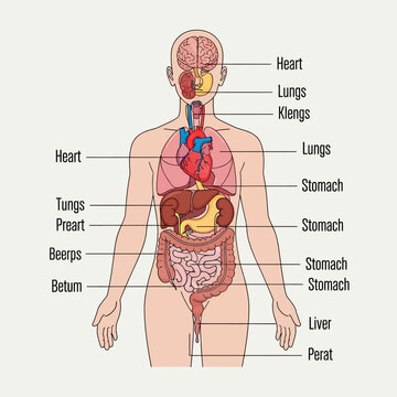 Human Anatomy Diagram: Organs of the Torso and Head, Labeled