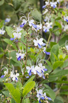 Beautiful Blue Butterfly Bush (rotheca myricoides) flowers.