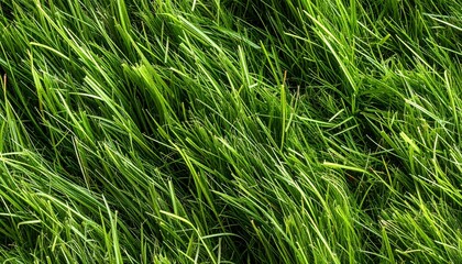Fototapeta premium Close Up View of Lush Green Grass Blades in Sunlight Texture Background