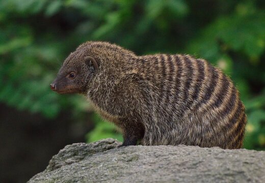 Banded mongoose
