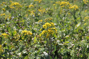 Fototapeta premium grass blooming with yellow flowers