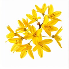 Obraz premium Radiant Yellow Star Shaped Blossom Sprig on Clean White Background