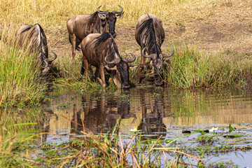Fototapeta premium Wildebeest at Watering. Watering with water flowers. Lilies. Masai Mara, Kenya