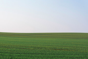 Obraz premium Green field with blue sky as background.