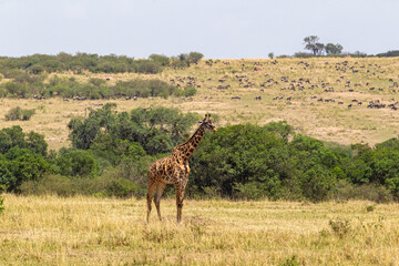 Obraz premium Landscape with giraffes. Kenya, Africa
