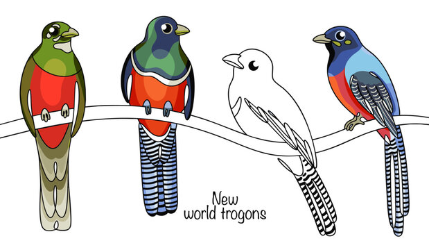 New world trogons