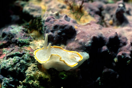 White nudibranch with yellow edge, white-yellow doris (Diaphorodoris luteocincta),