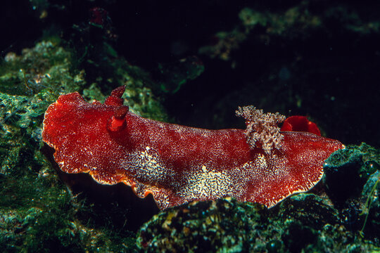 Redbrown leathery doris or redbrown nudibranch (Platydoris argo) undersea, mediterranean sea, Alghero, Sardinia, Italy.