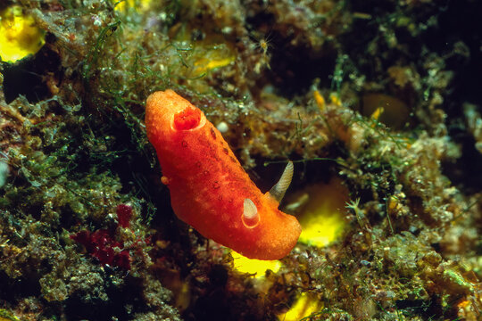 Nudibranco, nudibrNudibranco, nudibranch, Red Doris , a species of nudibranch or marine gastropod mollusc. Sardinia, Italy anch